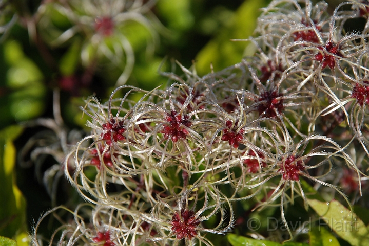 Wild clematis fruit - B.JPG - Wild clematis in fruit - Bedfordshire